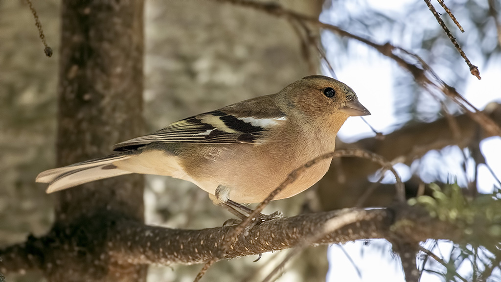 Common Chaffinch